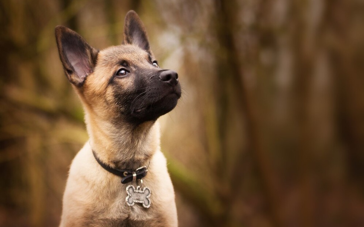 Neither the Border Collie nor the Labrador... the Belgian Malinois surprises the world for this unexpected reason.