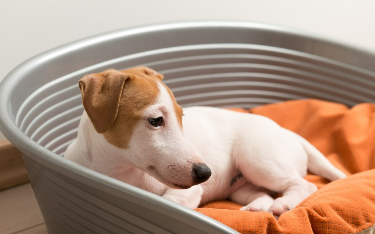 What you should never do when cleaning your dog's bed