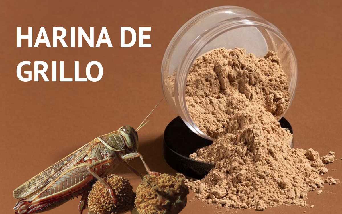 Neither from the field nor from the mill… the unexpected ingredient that is already competing with wheat flour.