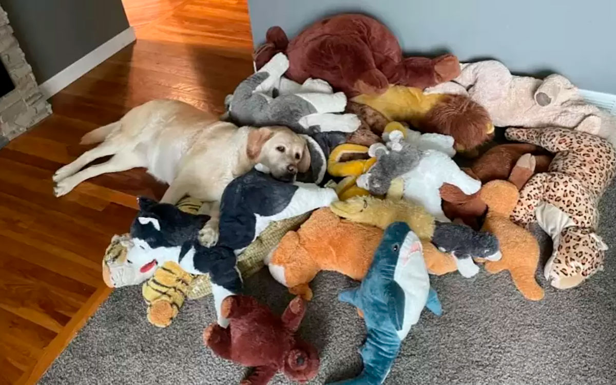 The dog that takes her 30 stuffed animals to the garden every day and delights with her unbreakable routine.