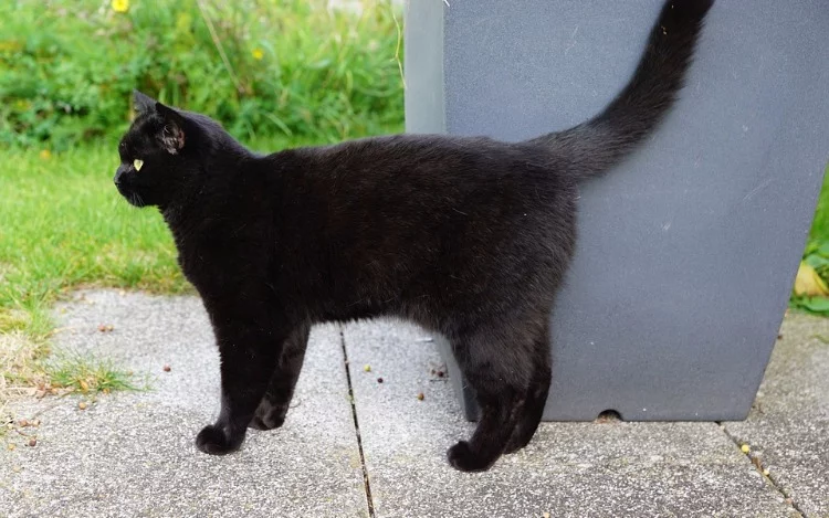 Cabalas, the reasons and the origin of superstition