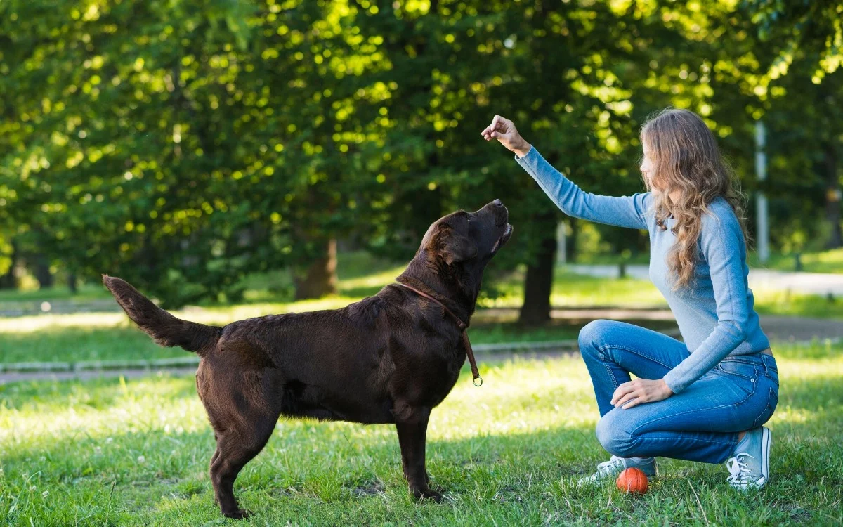 How to help dogs that won't stop barking: the method from the book 