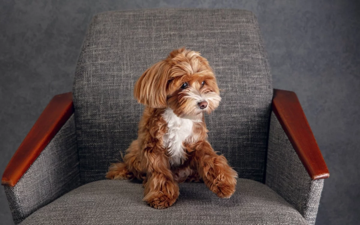 How to care for your pet during fireworks and loud noises during the Christmas and New Year celebrations