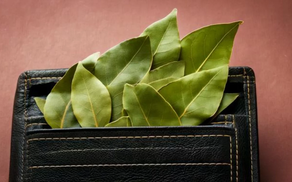 How many bay leaves to put in your wallet to attract money? The infallible trick they didn't tell you.