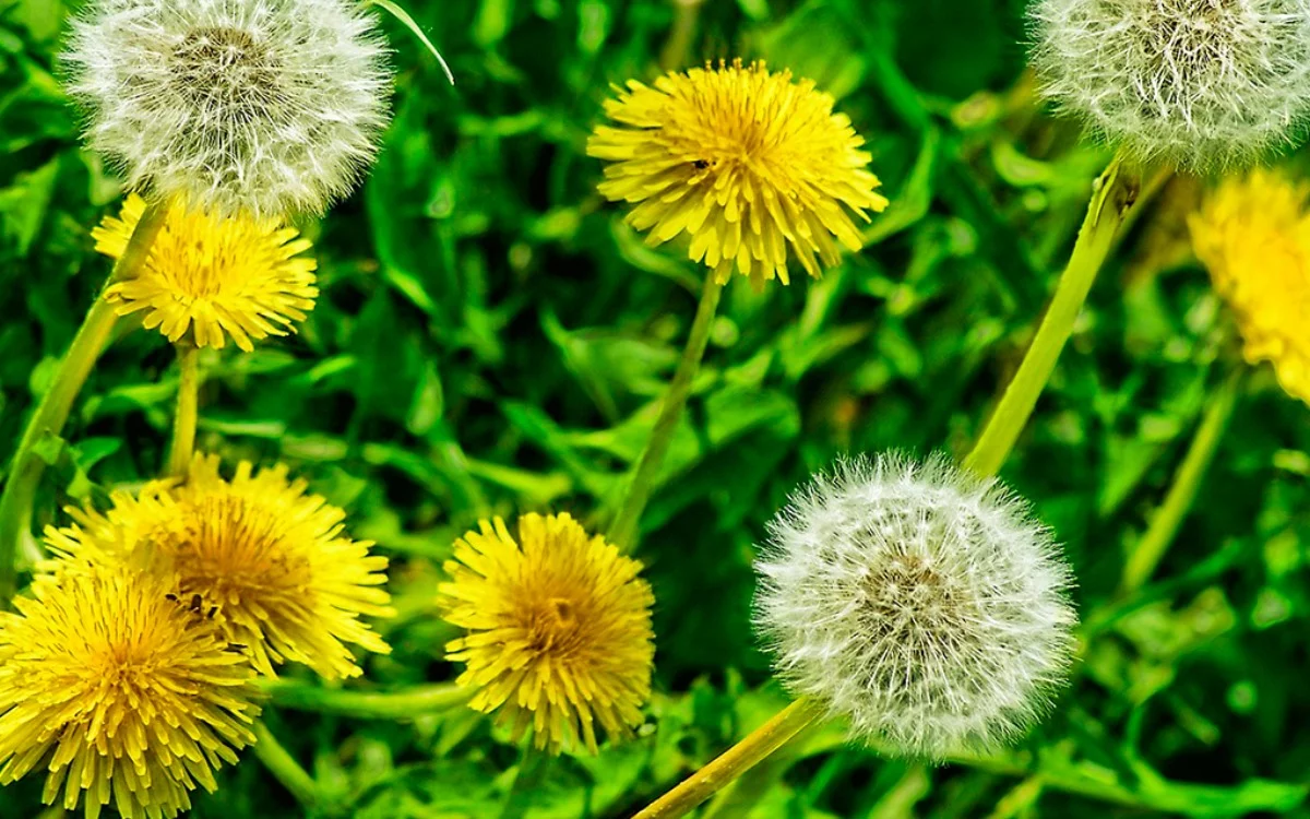 Dandelion: the often undervalued plant that can transform your health
