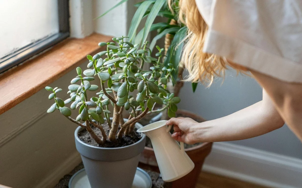 
			We show you the plant that everyone wants at home for its positive energy. Discover where to place it to activate prosperity and abundance.