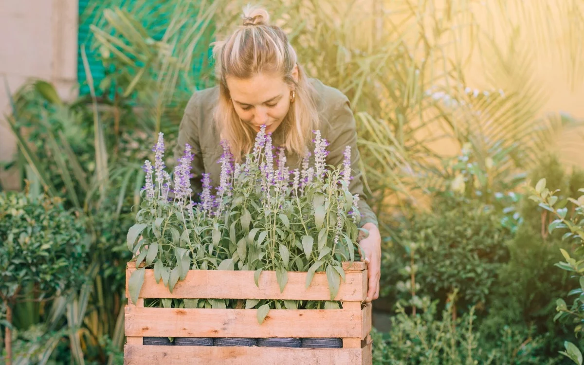 The powerful combination of rue and lavender in the home garden: protection, peace, and balance