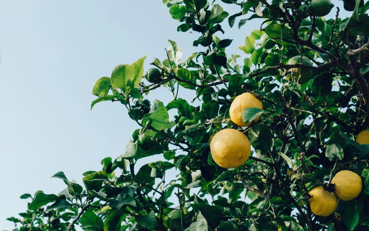 Lemon tree with flowers: what it means and why you should celebrate it