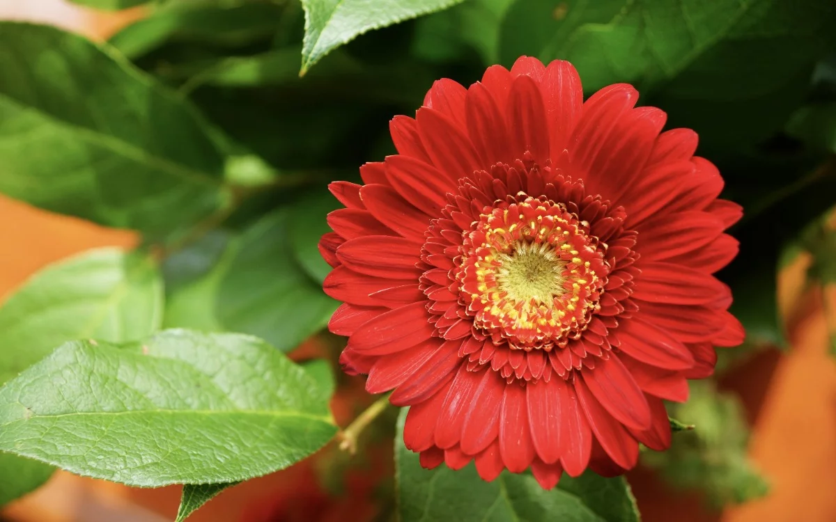 Neither petunias nor daisies achieve the effect of this mysterious plant that captivates any garden.